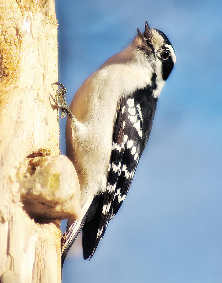Downy Woodpecker 522 Photograph by Gene Tatroe
