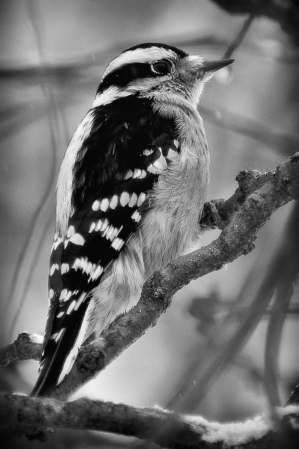 Downy Woodpecker 589 Photograph by Gene Tatroe