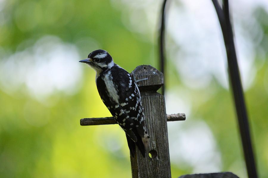 Downy Woodpecker 7448 Photograph by Bonfire Photography