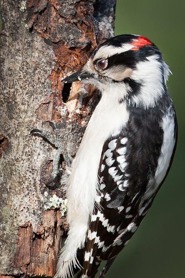 Woodpecker Photograph - Downy Woodpecker by Bill Wakeley