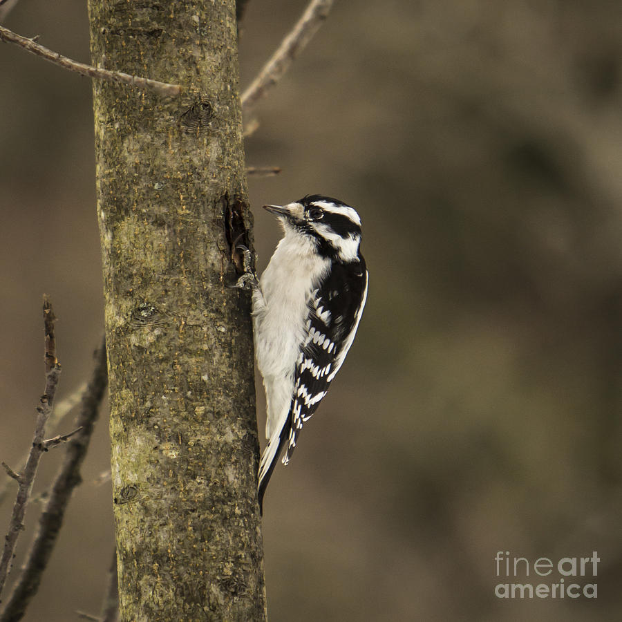 Downy Woodpecker Photograph by Brad Marzolf Photography