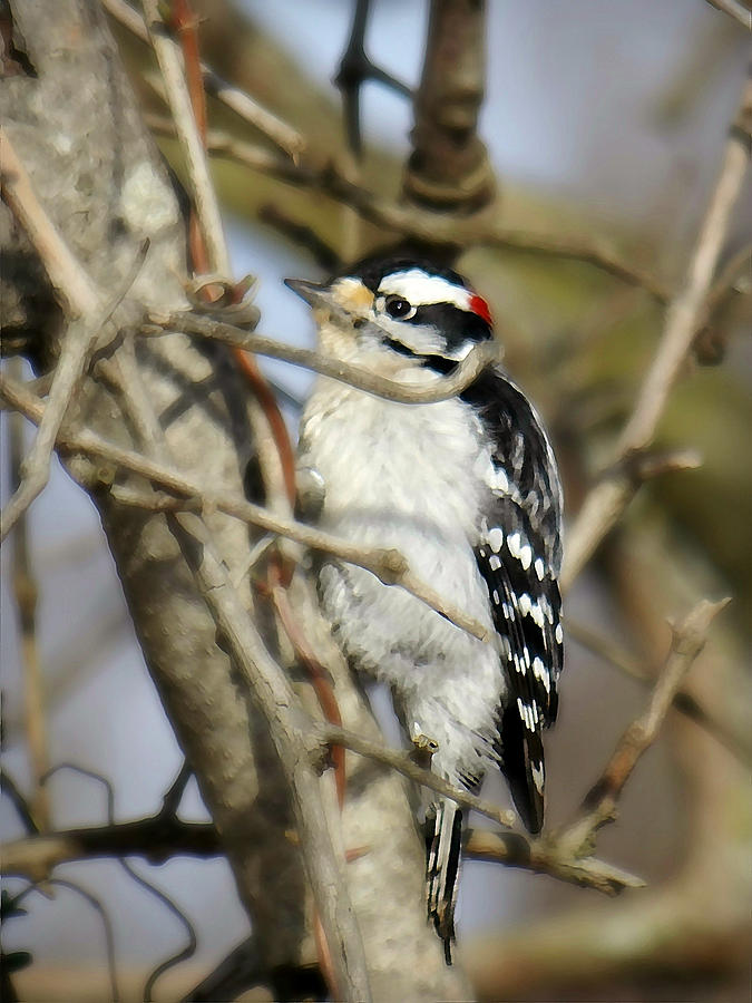 Downy Woodpecker Photograph by Dark Whimsy