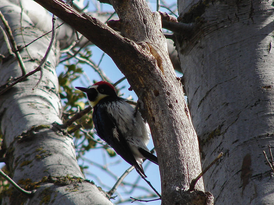 Acorn Woodpecker Photograph by Carl Moore