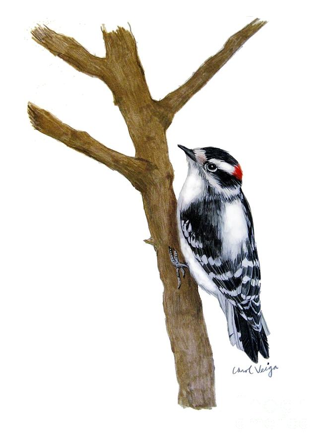 194 Woodpecker Drawing Stock Photos, High-Res Pictures, and Images - Getty  Images