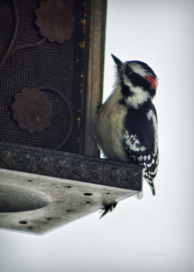 Downy Woodpecker Photograph by Cricket Hackmann