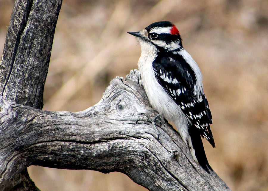 Downy Woodpecker Photograph by Dawn Key