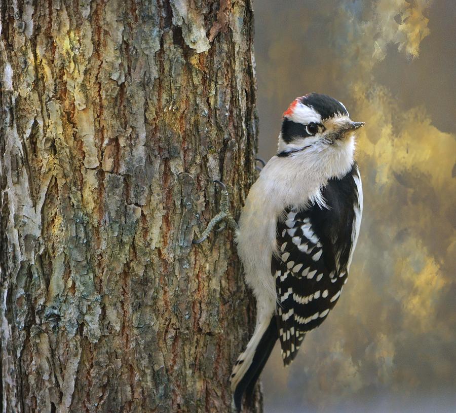 Downy Woodpecker Photograph by Deena Stoddard