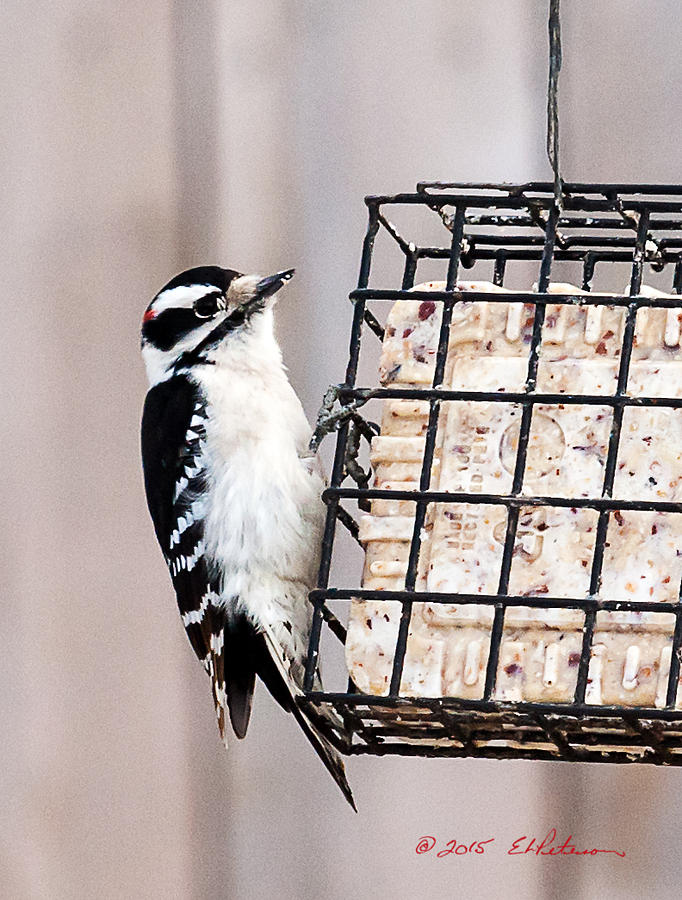Downy Woodpecker Eating Photograph by Ed Peterson