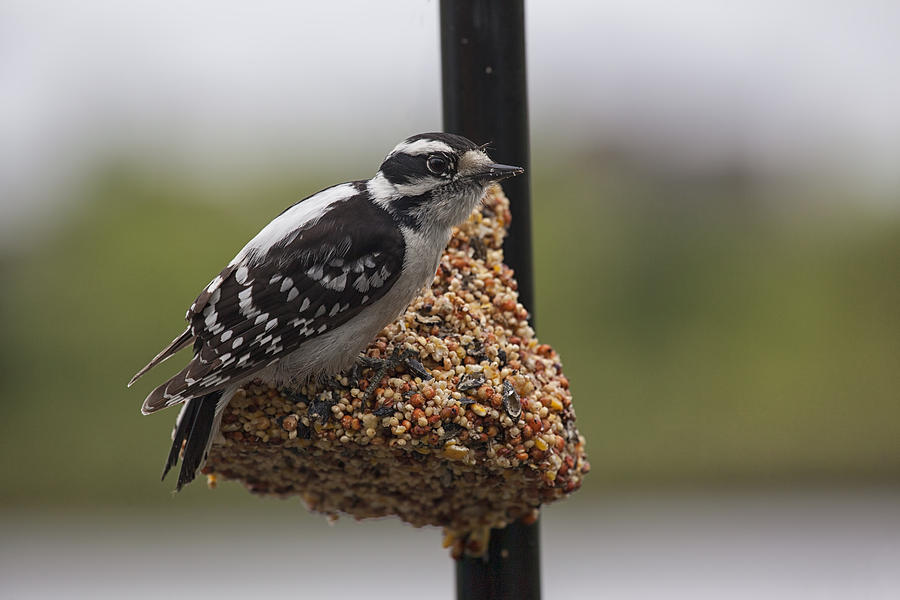 Downy Woodpecker Photograph by Eunice Gibb