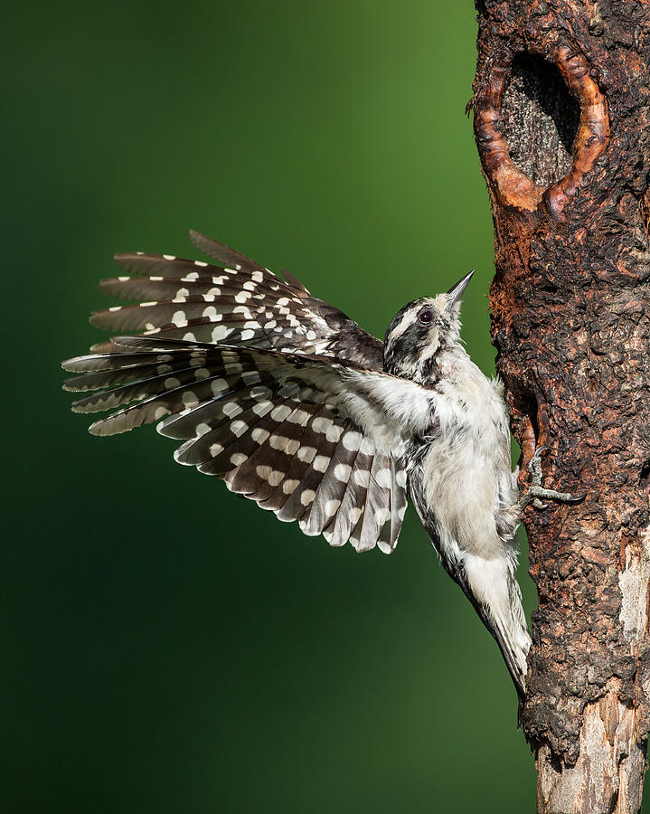 Woodpecker Photograph - Downy Woodpecker Female by Bill Wakeley