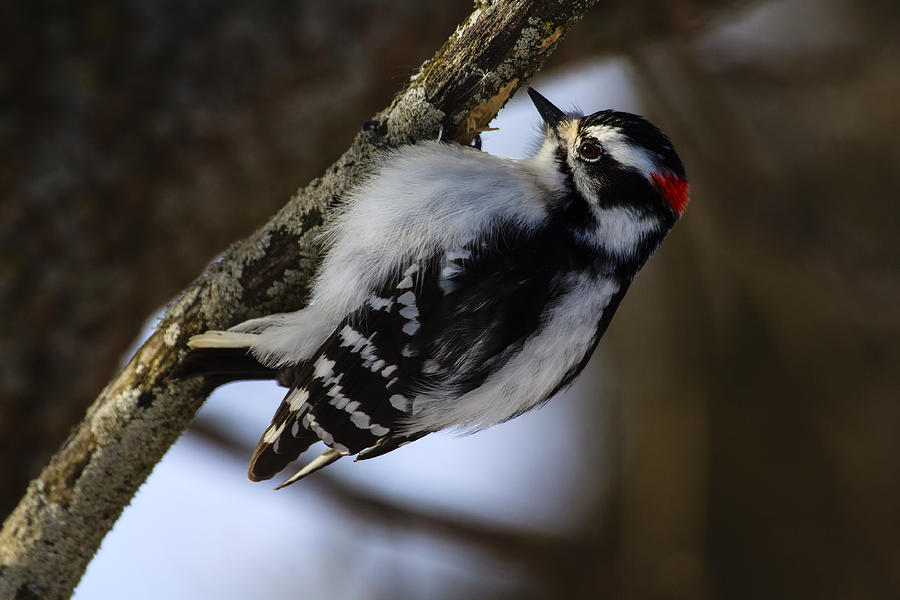 Downy Woodpecker Photograph by Gary Hall
