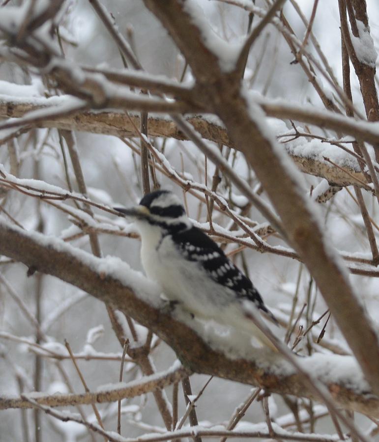Downy Woodpecker Photograph by Hella Buchheim