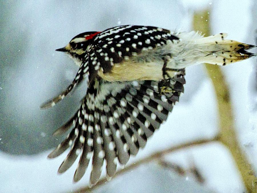 Downy Woodpecker In Flight Photograph by Constantine Gregory