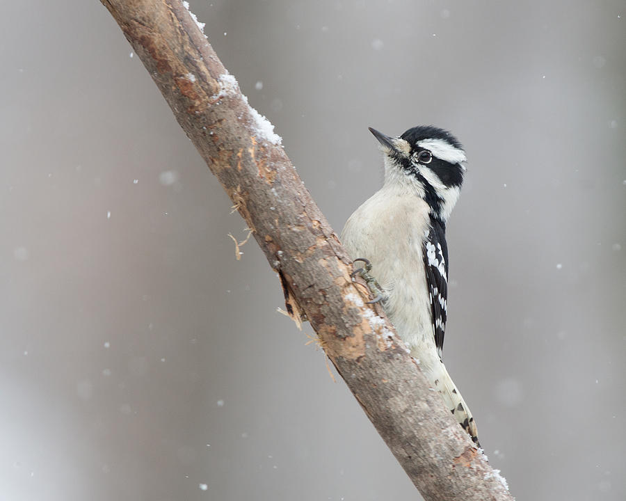 Downy woodpecker in snow Photograph by Jack Nevitt