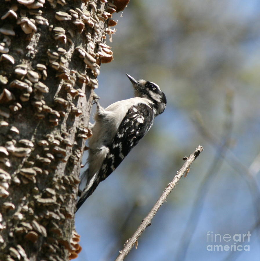 Woodpecker Photograph - Downy Woodpecker in Square  by Neal Eslinger