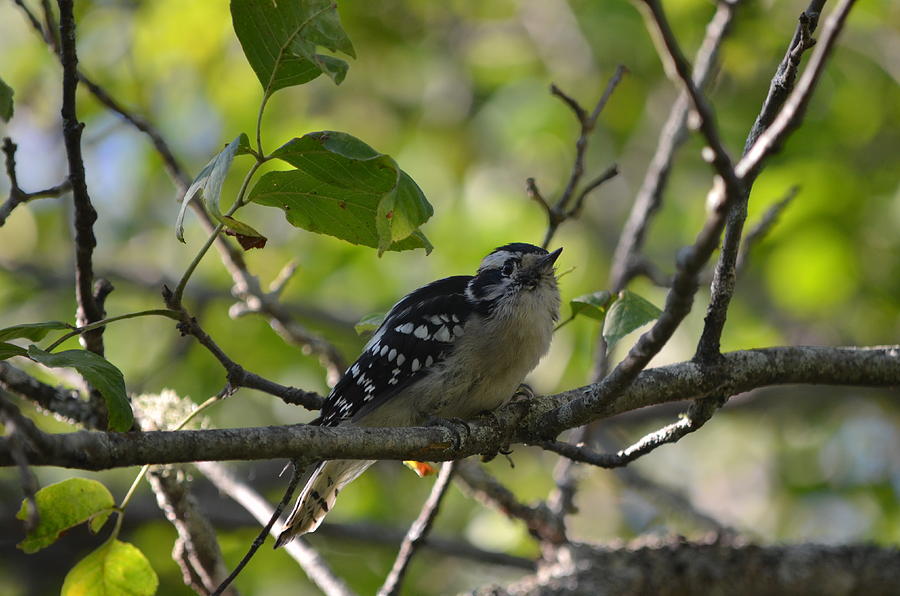 Downy Woodpecker Photograph by James Petersen