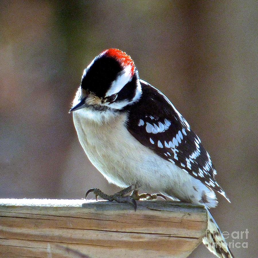 Downy Woodpecker Photograph by Jean Wright