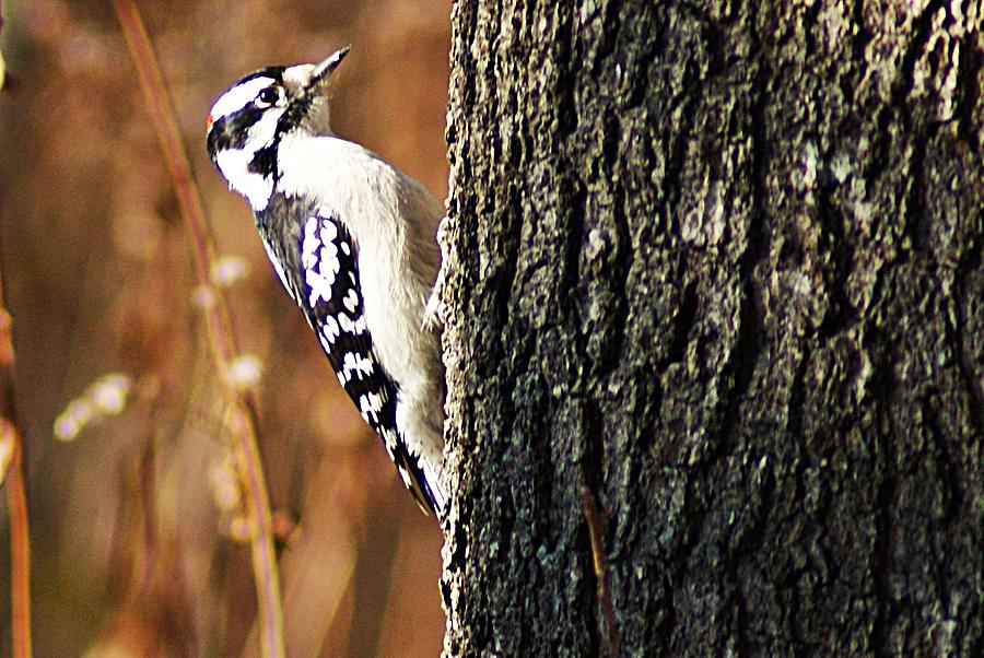 Downy Woodpecker Photograph by Joe Faherty