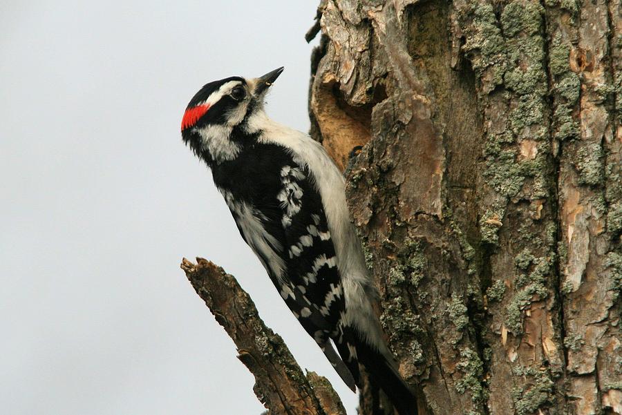 Downy Woodpecker Photograph by John Dart