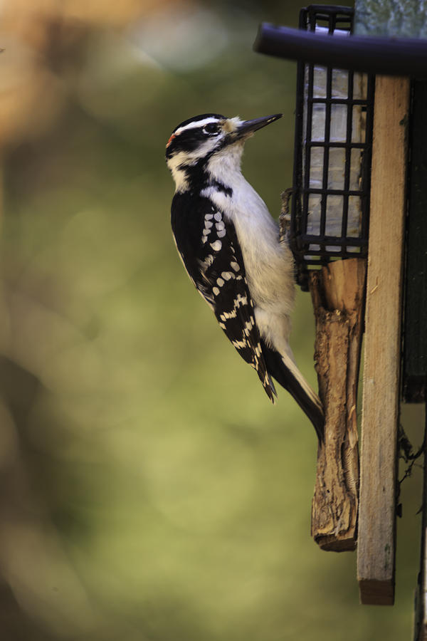 Hairy Woodpecker Photograph by Josef Pittner