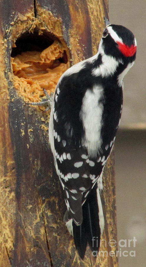 Downy Woodpecker Photograph by Joshua Bales