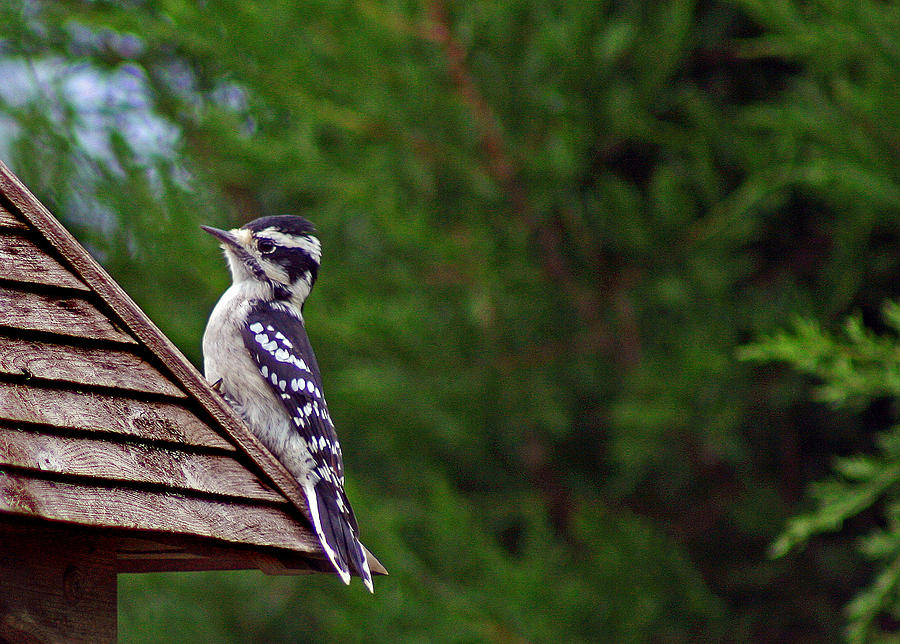 Downy Woodpecker Photograph by Karen Adams