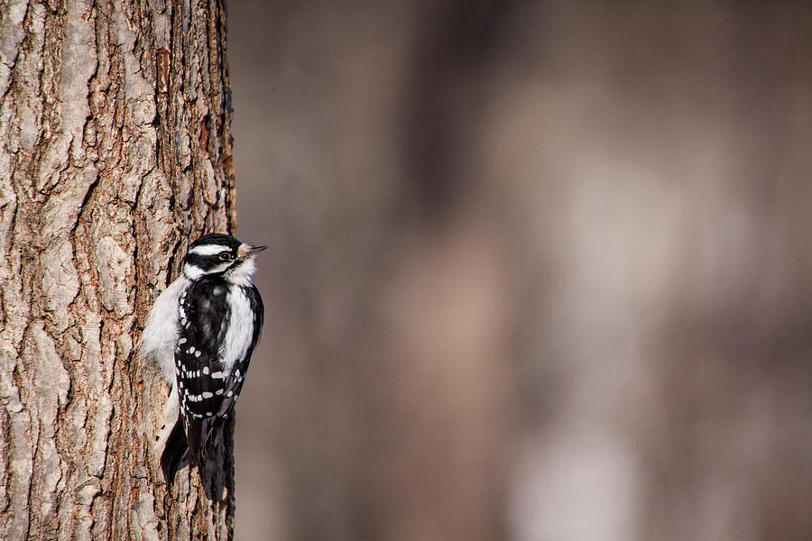 Woodpecker Photograph - Downy Woodpecker by Karol Livote