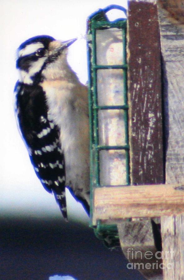 Downy Woodpecker Photograph by Kay Novy