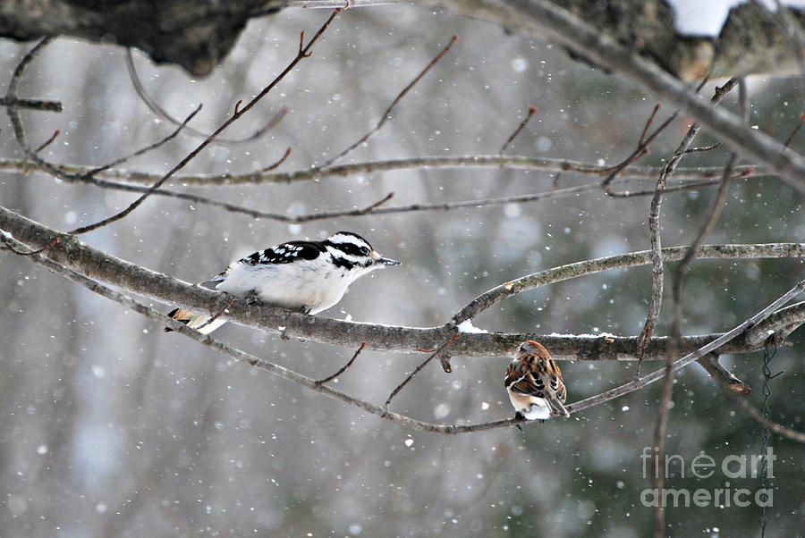 Downy Woodpecker  Photograph by Lila Fisher-Wenzel