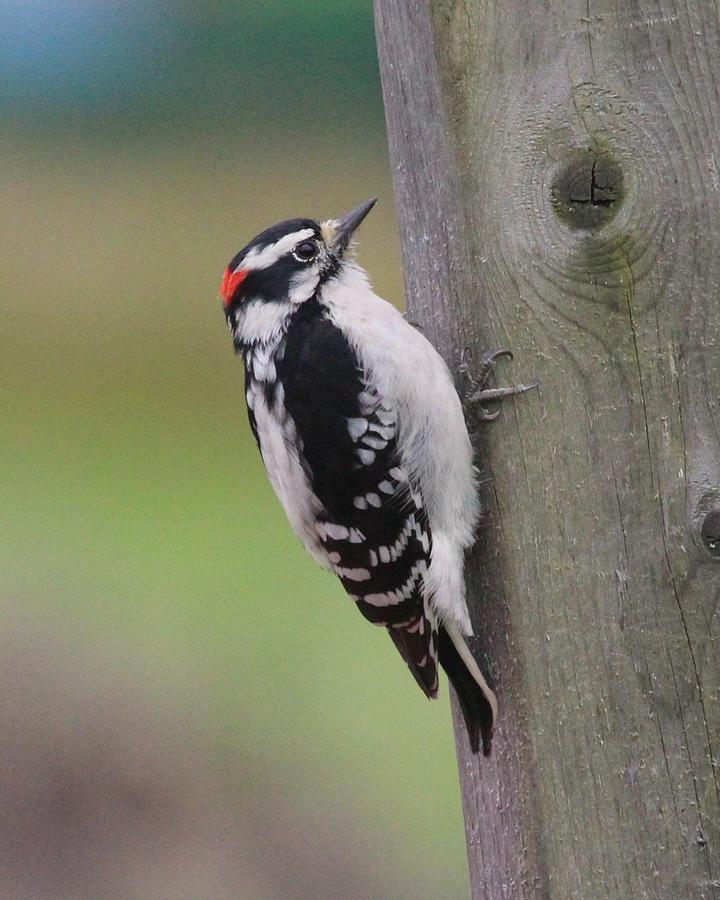 Downy Woodpecker Photograph by Lucinda VanVleck