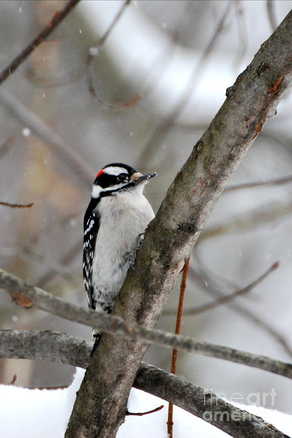 Downy Woodpecker male Photograph by Lila Fisher-Wenzel