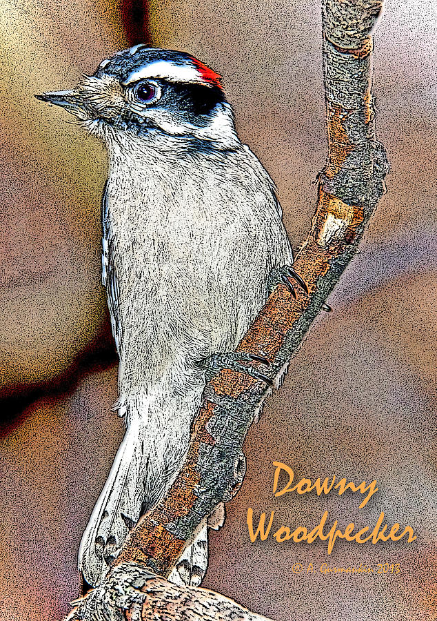 Downy Woodpecker Male Poster Image Photograph by A Macarthur Gurmankin