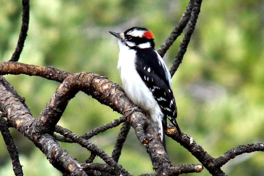 Downy Woodpecker Photograph by Marilyn Burton