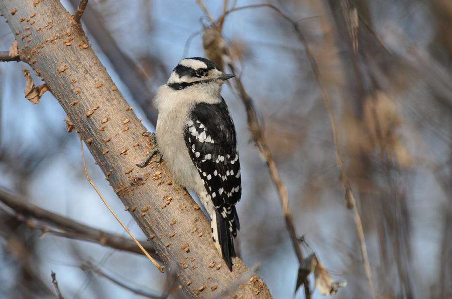 Downy Woodpecker Photograph by Mark Wasner - Fine Art America