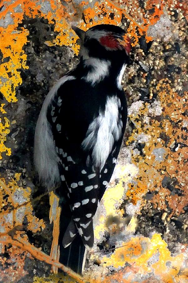 Downy Woodpecker Photograph by Mike Breau