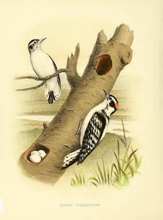 Downy Woodpecker Digital Art by MotionAge Designs