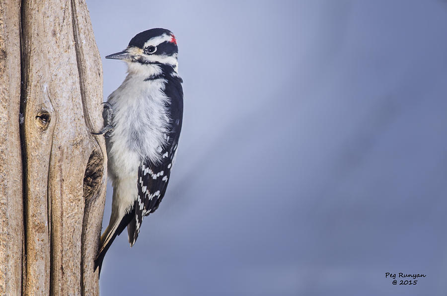 Downy Woodpecker Photograph by Peg Runyan