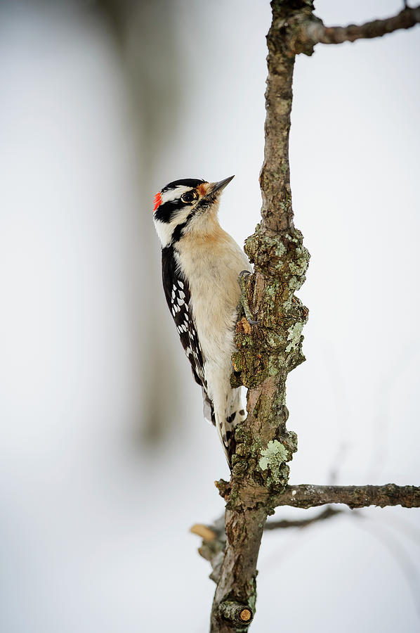 Downy Woodpecker Picoides Pubescens Photograph by Tom Patrick / Design Pics