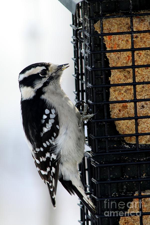 Downy Woodpecker Photograph by Rick Rauzi