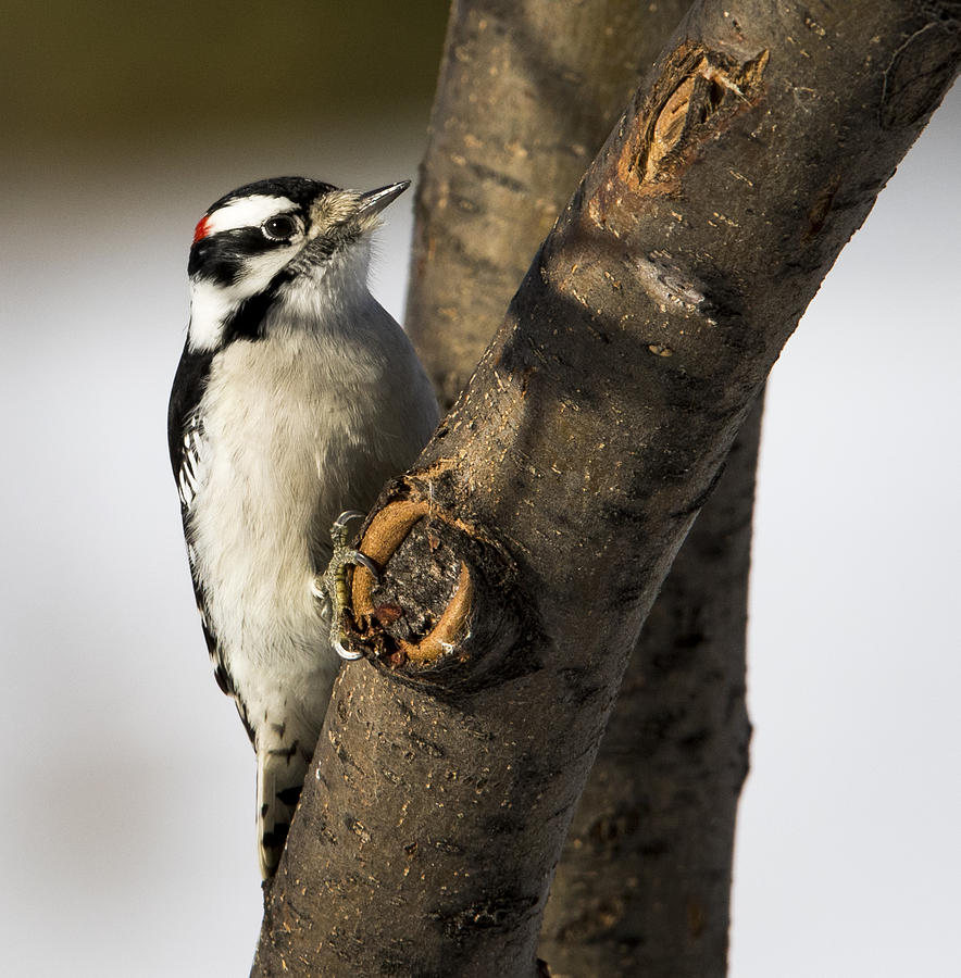 Bird Photograph - Downy Woodpecker by Ricky L Jones