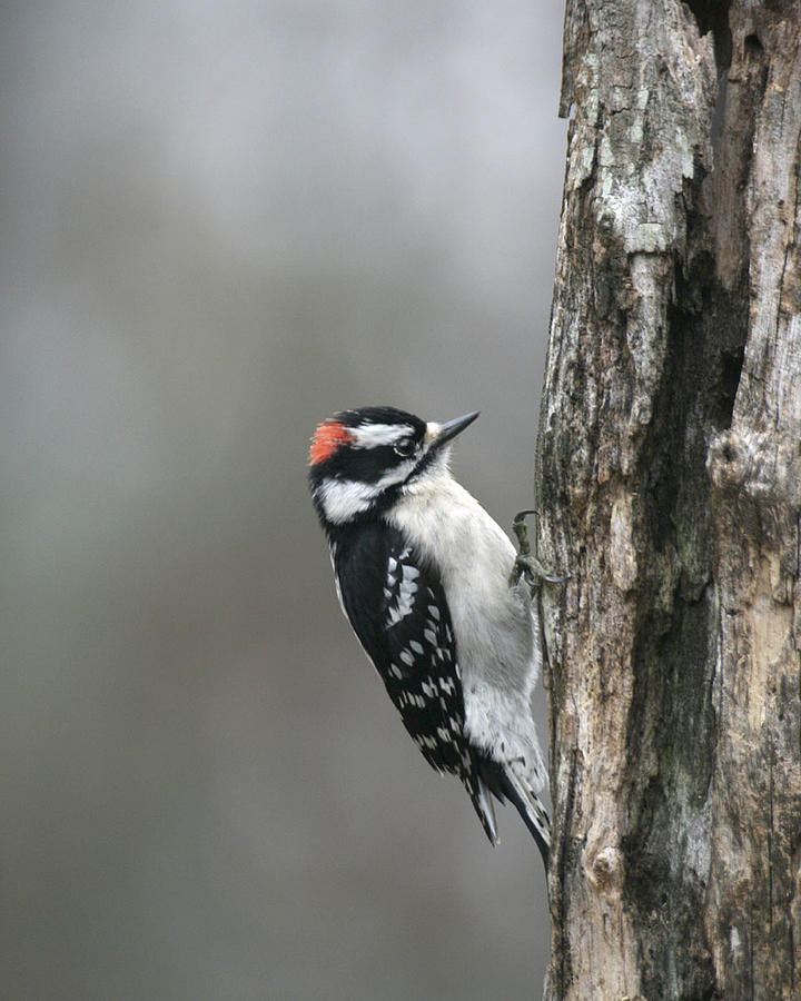 Downy Woodpecker Photograph by Robert Camp