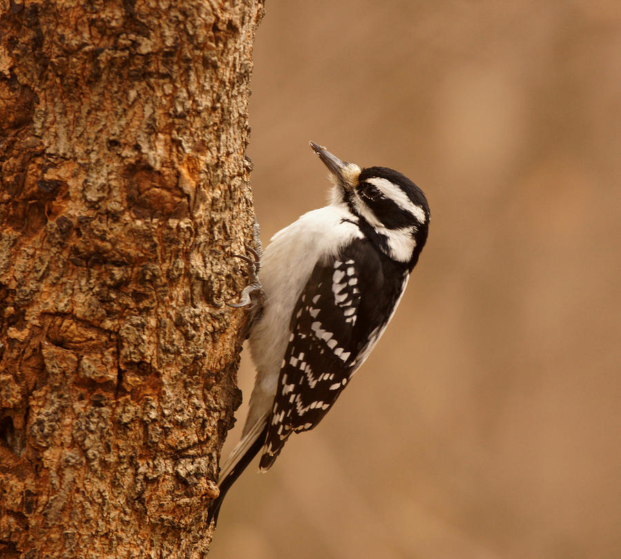 Downy Woodpecker Photograph by Sandy Keeton