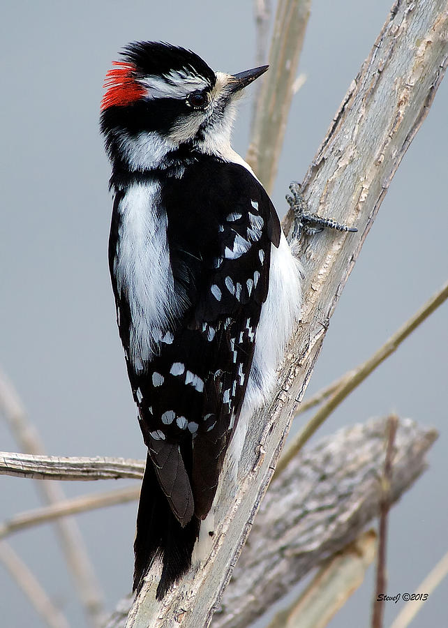 Downy Woodpecker Photograph by Stephen Johnson