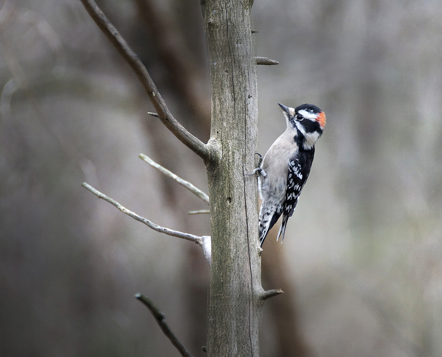 Downy Woodpecker Photograph by Steven Michael