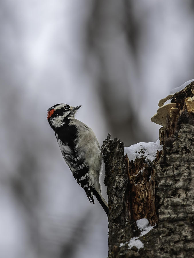 Downy Woodpecker Photograph by Thomas Young