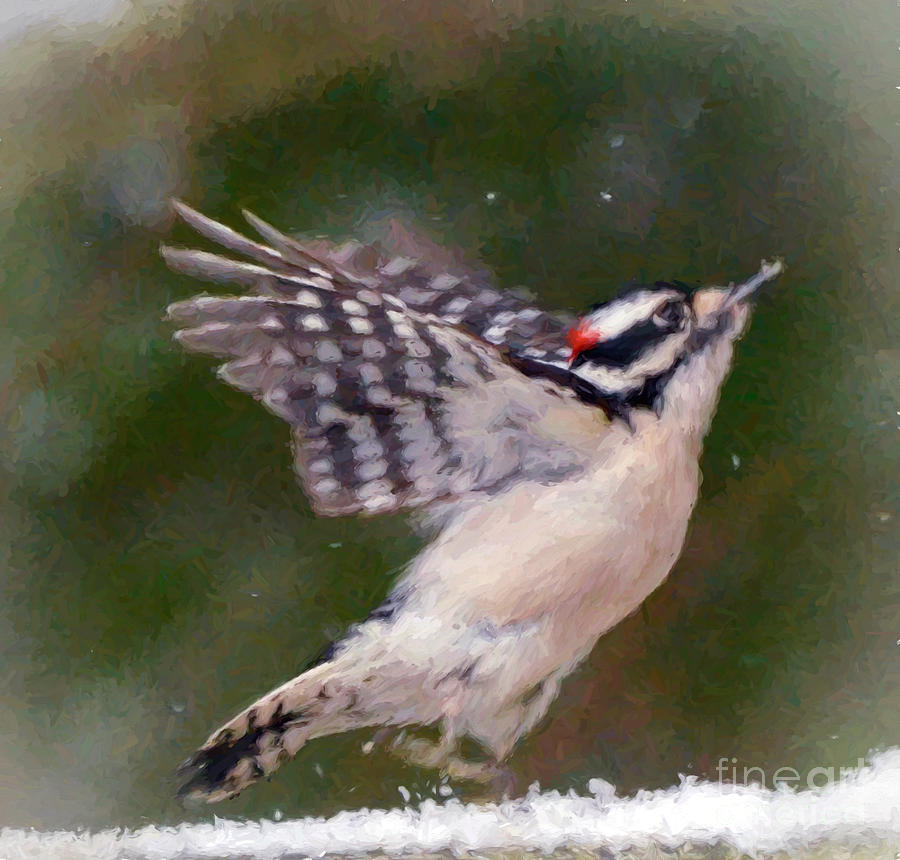 Downy Woodpecker Wings Photograph by Kerri Farley