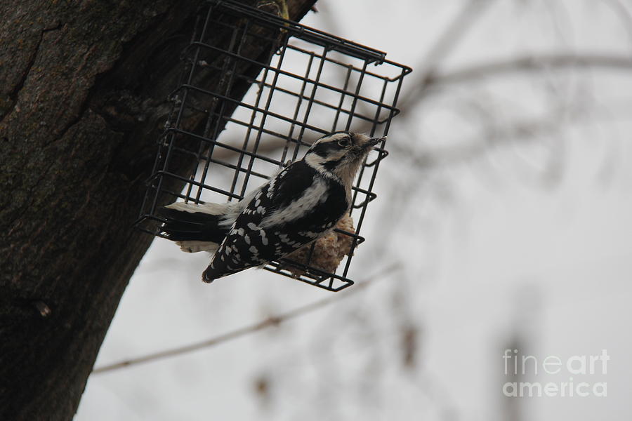 Downy Woodpecker Photograph by Yumi Johnson