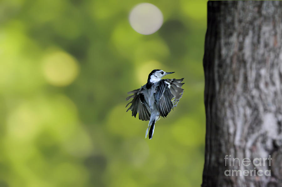 Downy Woodpeckers coming in for landing Photograph by Dan Friend