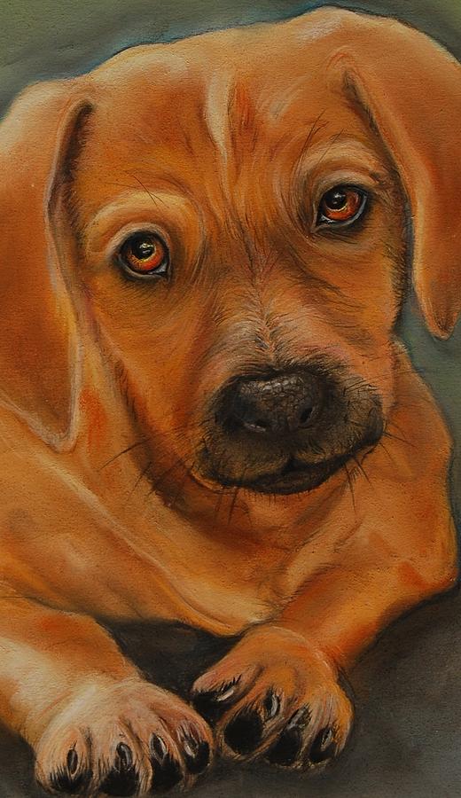 Doxie Drawing by Jean Cormier