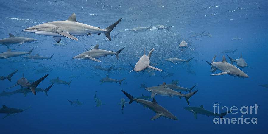 Sharks Photograph - dozens of pelagic Silky Sharks feeding on baitfish in tropical Mexican waters by Brandon Cole